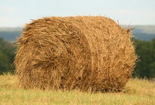 В Пензенской области заготовлено свыше 160 тыс.тонн сена