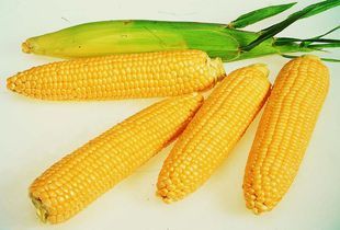 Пензенским фермерам предложили выращивать краснодарские гибриды кукурузы