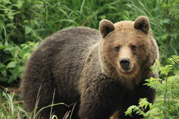 Пензенца в Иркутской области насмерть задрал медведь