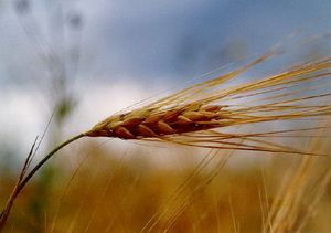В Кузнецком районе продолжается уборка зерновых