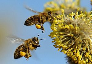В Пензенской области произошла массовая гибель пчел