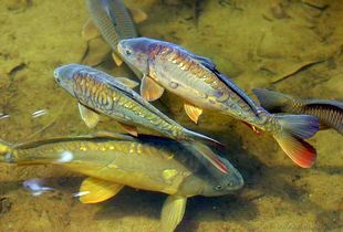 В районах Пензенской области активно развивают рыбные хозяйства