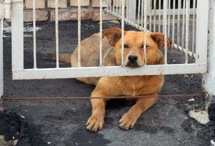 В Пензе предлагается увеличить пункт передержки бездомных собак
