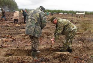 В Пензенской области посадили 76 тысяч саженцев сосны