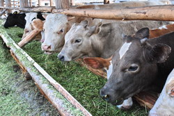 В Наравчатском районе открыли новую молочную ферму