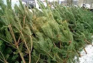 Фото||liveinternet.ru В предновогодние дни в Пензе откроется более 40 елочных базаров