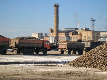 В Беково сахарный завод переработал все запасы сахарной свеклы