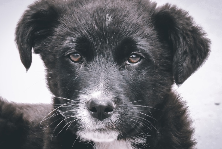 В Пензенской области построят четыре приюта для бездомных собак
