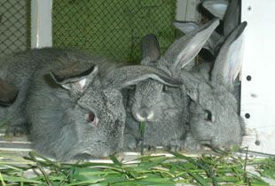 В каждом районе Пензенской области должна появиться кролиководческая ферма