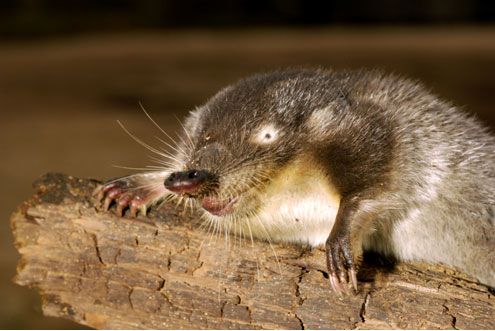 Фото||pavlovo-turist.ucoz.ru В Башмаковском районе хотят создать зоологический заказник