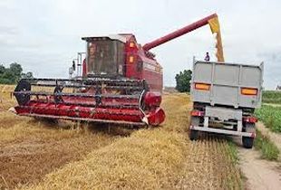 В Пензенской области сбор зерновых превысил уровень прошлого года