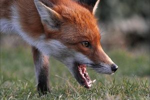 В Пензенской области на человека напала бешеная лисица