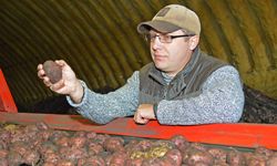 Плантации ООО «Сурский картофель» в Шемышейском районе — одни из самых крупных в области — составляют 500 га
