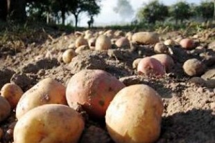 Фото||naogorode.ru Производство картофеля в Пензенской области можно увеличить в три раза