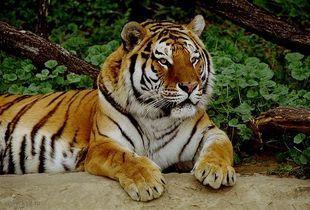 В пензенском зоопарке отмечают международный день тигра
