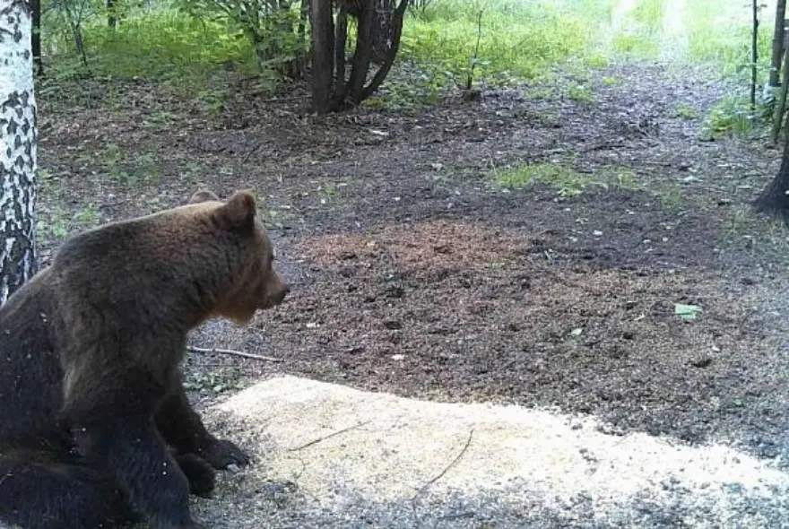 В Земетчинском районе обнаружили следы бурого медведя