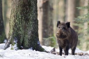 Жителей Пензенской области подозревают в браконьерстве на территории Мордовии