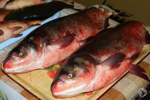 В Пензенской области любители наловили 405 тонн рыбы за 2015 год