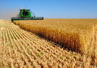 В Пензенской области собрали урожай зерновых с 55% площадей