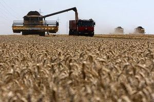 В Пензенской области намолочено почти 1300 тыс. тонн зерна