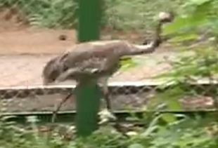 В зоопарке Пензы журавлю, потерявшему ногу, создали уникальный протез