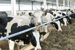 В Пензенской области увеличат поголовье молочного скота