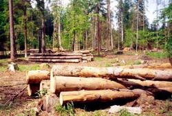 В регионе участились незаконные порубки леса
