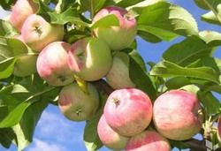 В Пензенском и Бессоновском районах появятся именные яблоневые сады