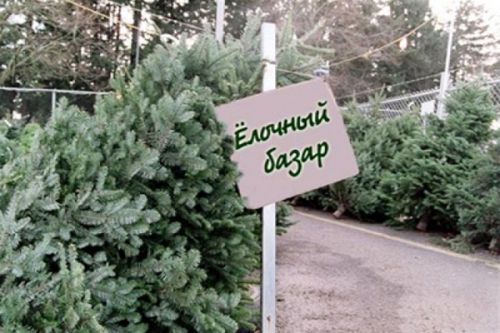 Фото||zaokskcement.ru В Пензе открывается прием заявлений на организацию елочных базаров