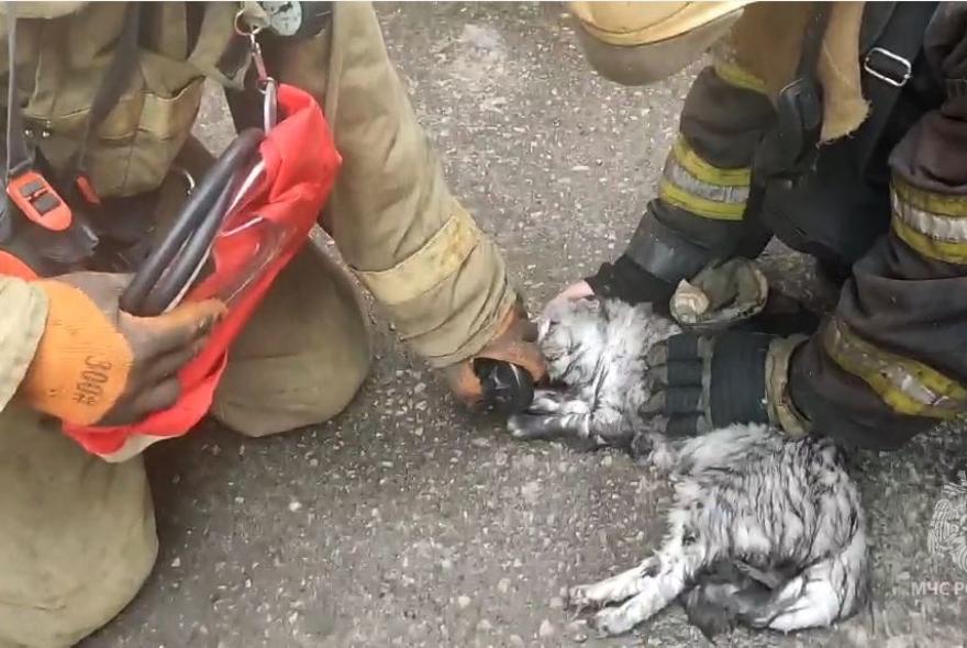 Пензенские пожарные поделились видео со спасением кошки 