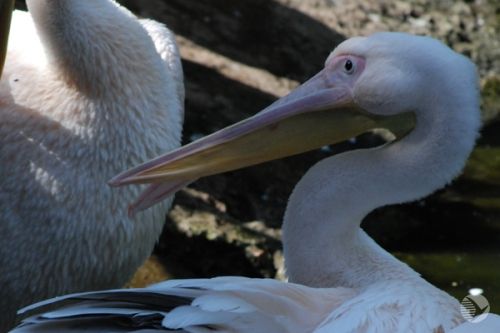 В Пензенском зоопарке показательно накормят пеликанов
