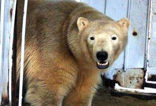 В Пензе нефтяная компания выделит более 18 млн.рублей на строительство вольера для белого медведя