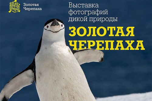 Фото|| В Пензенской филармонии откроется выставка «Золотая черепаха»