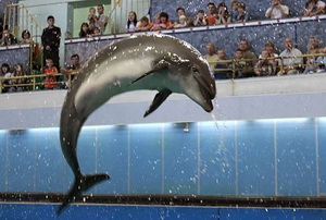 Фото||m2.ru В Пензе ищут земельный участок, чтобы построить дельфинарий