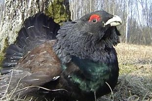 Фото||minleshoz.pnzreg.ru В Никольском районе подсчитали тетерева и глухаря