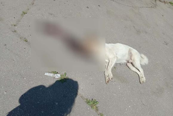 Зоозащитники рассказали о жестоком убийстве собак в Пензе