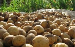 В трех районах Пензенcкой области обнаружена картошка с вирусами