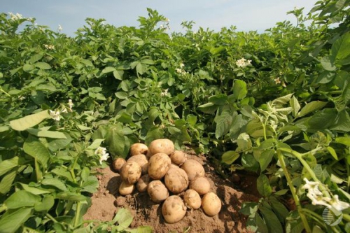 В Пензенской области с полей собрано более 325 тыс. тонн картофеля