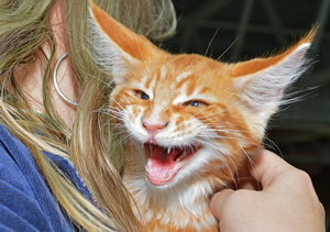 Фото||Владимир ГРИШИН В Пензе прошла выставка элитных пород кошек