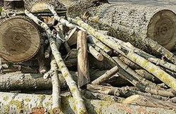 В Пензенской области предложено создать предприятие по переработке древесины