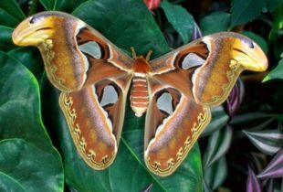 В Пензе покажут «Живых тропических бабочек»