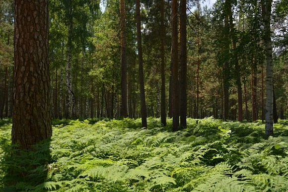 Фото||автора В Кузнецком районе лесники и полицейские вывели из чащи семью грибников