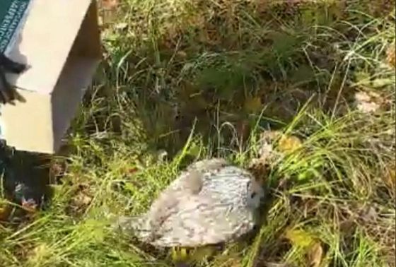 В Пензе жители спасли сову от нападения стаи ворон