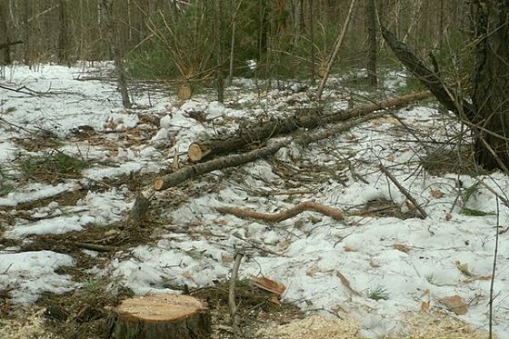 В Сосновоборском районе «дровосеки» незаконно вырубили деревья