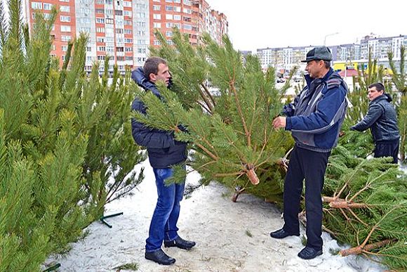 Фото||Владимир ГРИШИН В пензенской мэрии назвали минимальные цены на елки