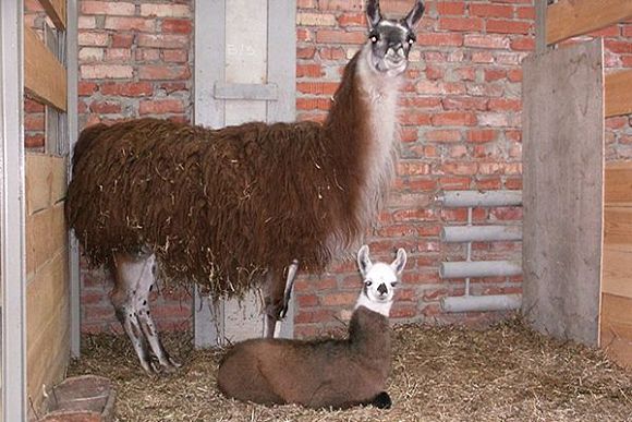 Бэби-бум в пензенском зоопарке завершился прибавлением в семье лам