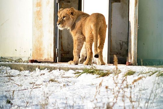 Пензенский зоопарк вошел в число финалистов премии «Парки России»