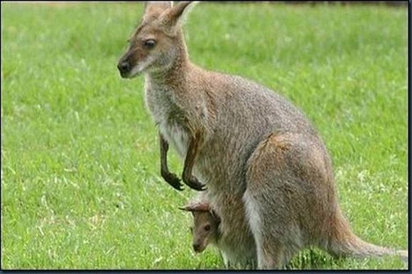 Пензенцам предложили выбрать имя для детеныша кенгуру