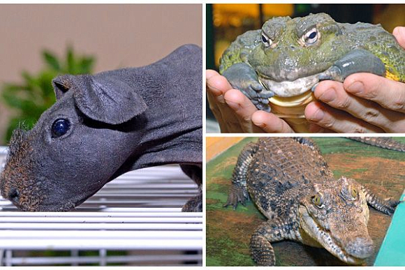 В музее Пензы выставили свинок скини, жабу водоноса и няшу-крокодила