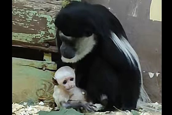Пензенский зоопарк показал видео с новорожденным восточным колобусом